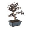 Loropetallo bonsai