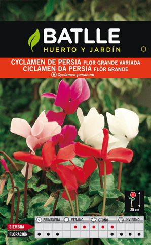 Horto do Campo Grande - cyclamen da Pérsia - Flores