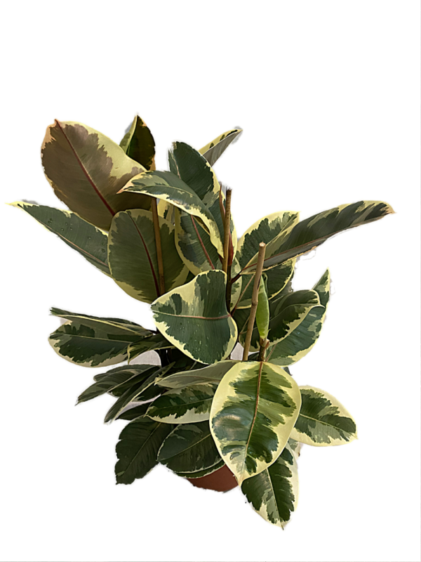 Ficus Elástica Tineke