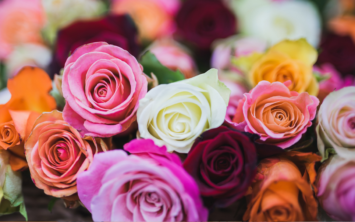 Saiba o significado das cores das rosas na hora de oferecer flores | Horto  do Campo Grande