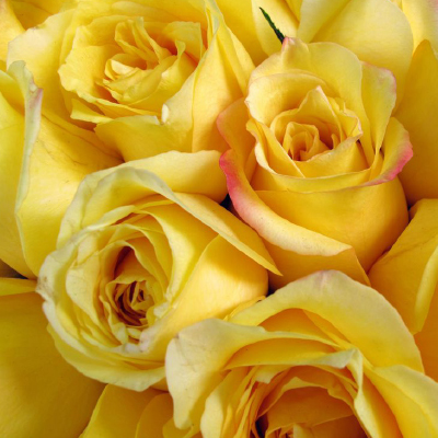 Rosas Amarelas