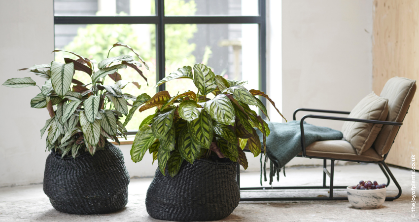 Plant Care – Calatheas: saiba como cuidar e… inspire-se