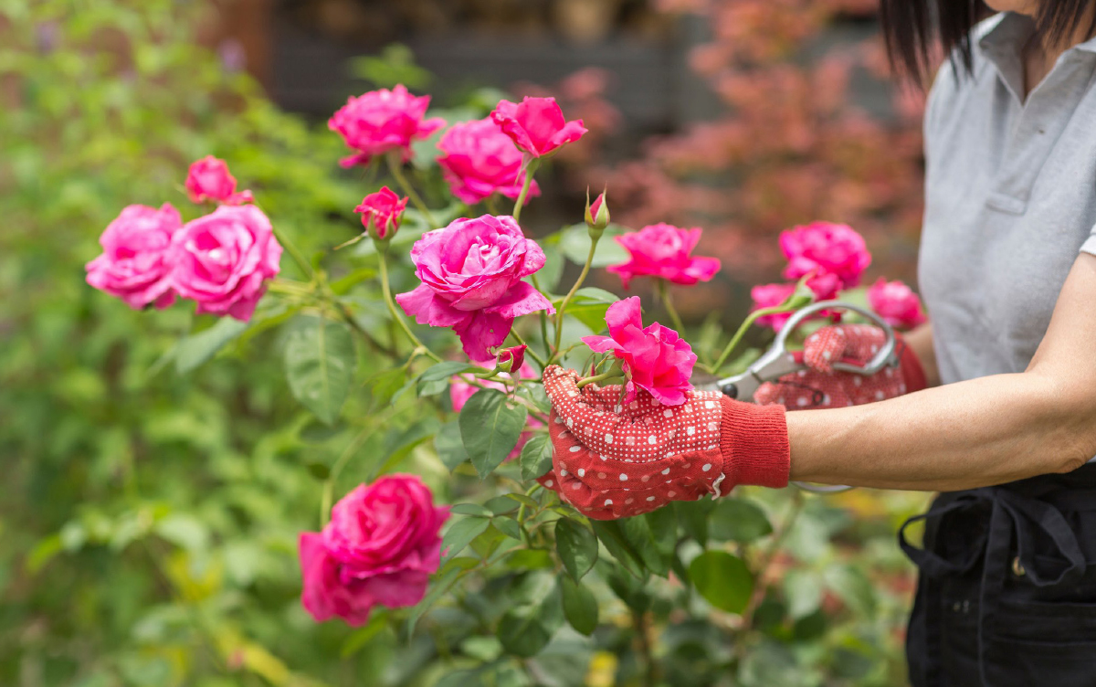 Torne-se um expert em... Roseiras! Conheça todos os cuidados de cultivo e manutenção