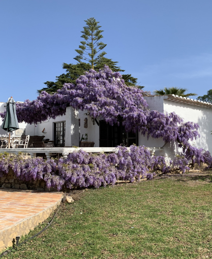 Decoração com Glicínia (Wisteria)