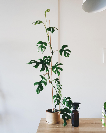 Mini Monstera (Rhaphidophora tetrasperma)