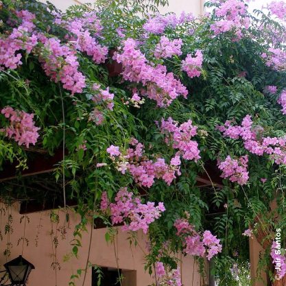 Pandorea jasminoides