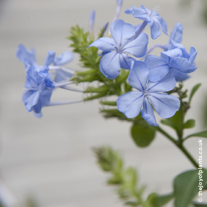 Plumbago Auriculata