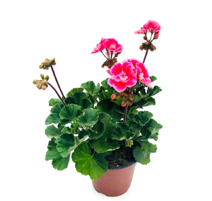 Pelargonium