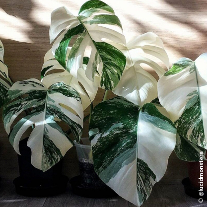 Monstera deliciosa variegata