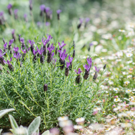 Lavândula (Alfazema ou Lavanda)