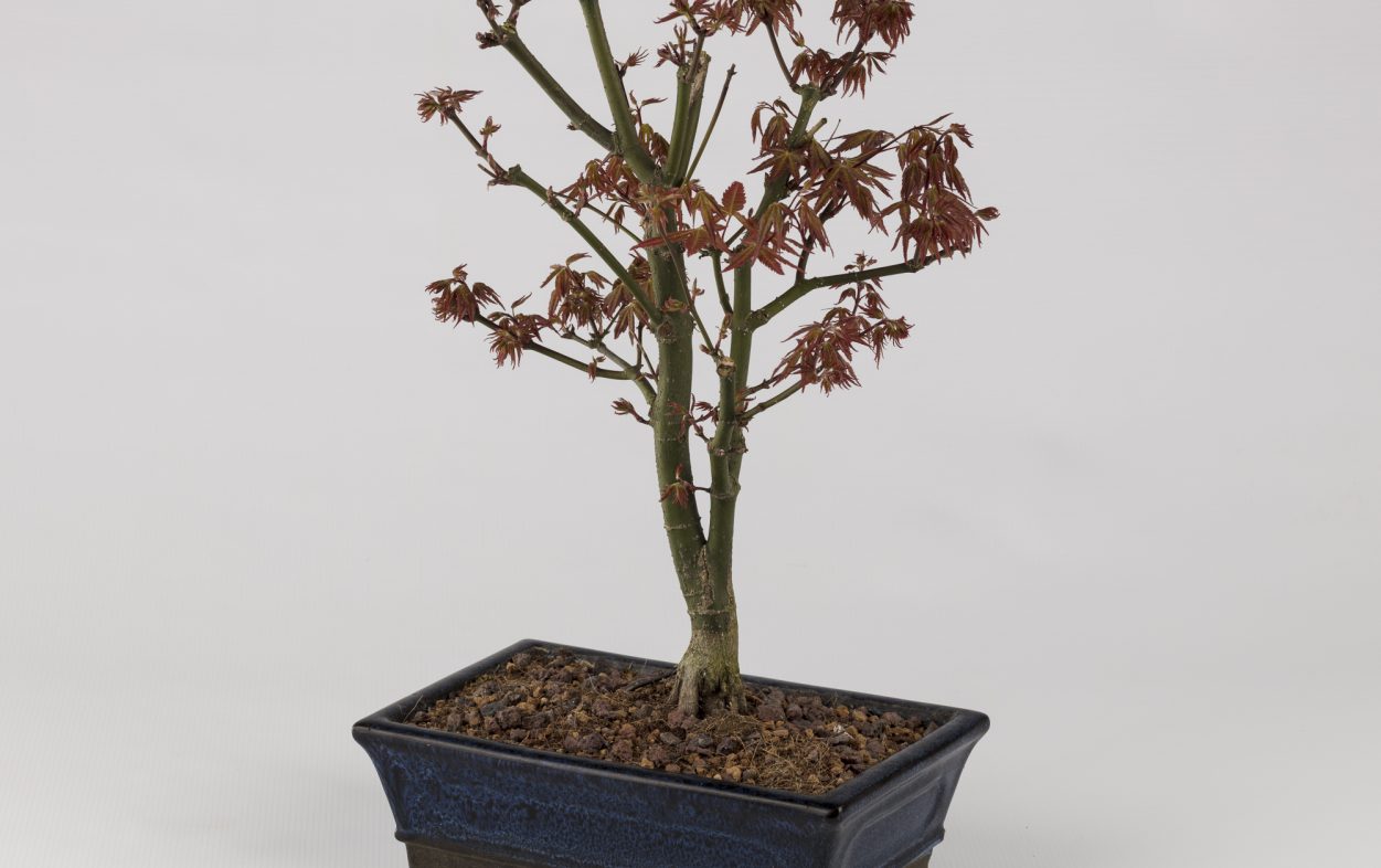 Acer Bonsai