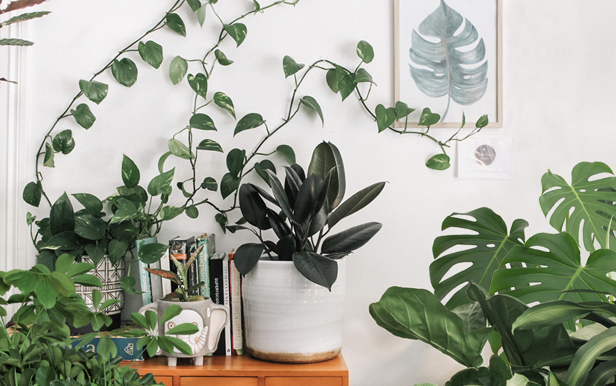 Urban Jungle – 5 plantas para recriar esta tendência na decoração