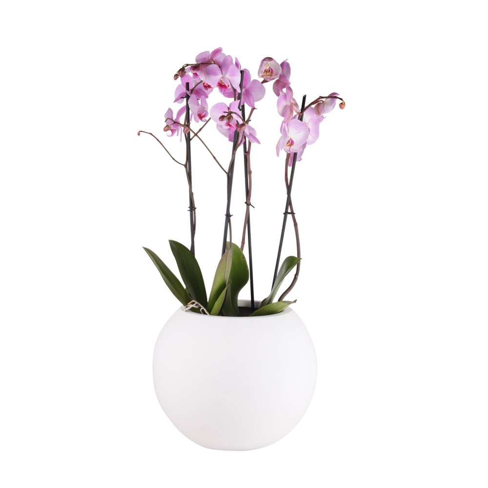 Jardim de Orquídeas