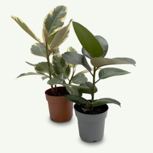 Kit 2 Ficus - Ficus elastica 'Robusta' + Ficus elastica 'Tineke' (2x vaso 14cm)