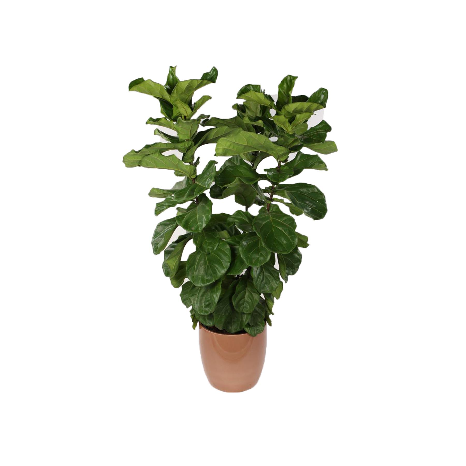 Ficus Lyrata 3 pés – Vaso 34