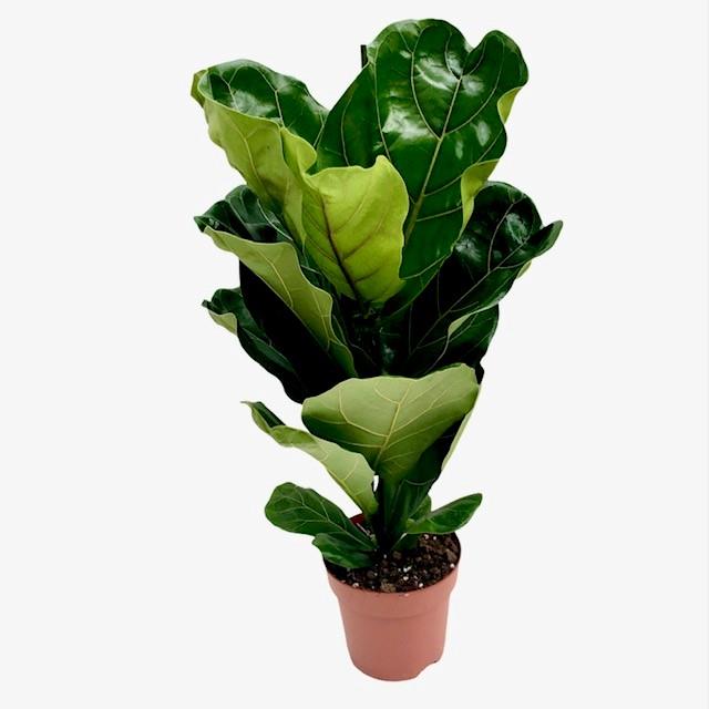 Ficus Lyrata