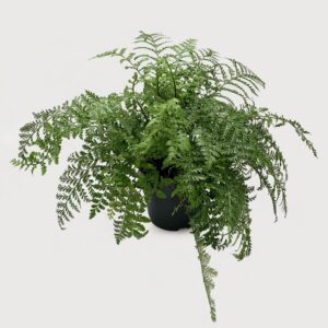 Asplenium Parvati - Vaso 21