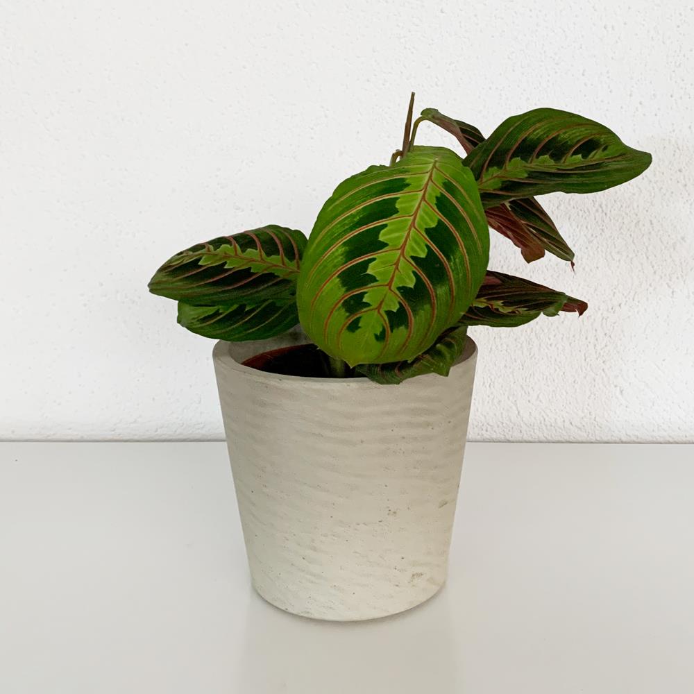Vaso com Marantha