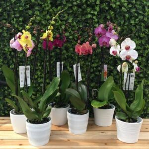 Phalaenopsis em vaso de cerâmica
