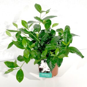 Gardénia - Gardenia jasminoides (vaso 19cm)