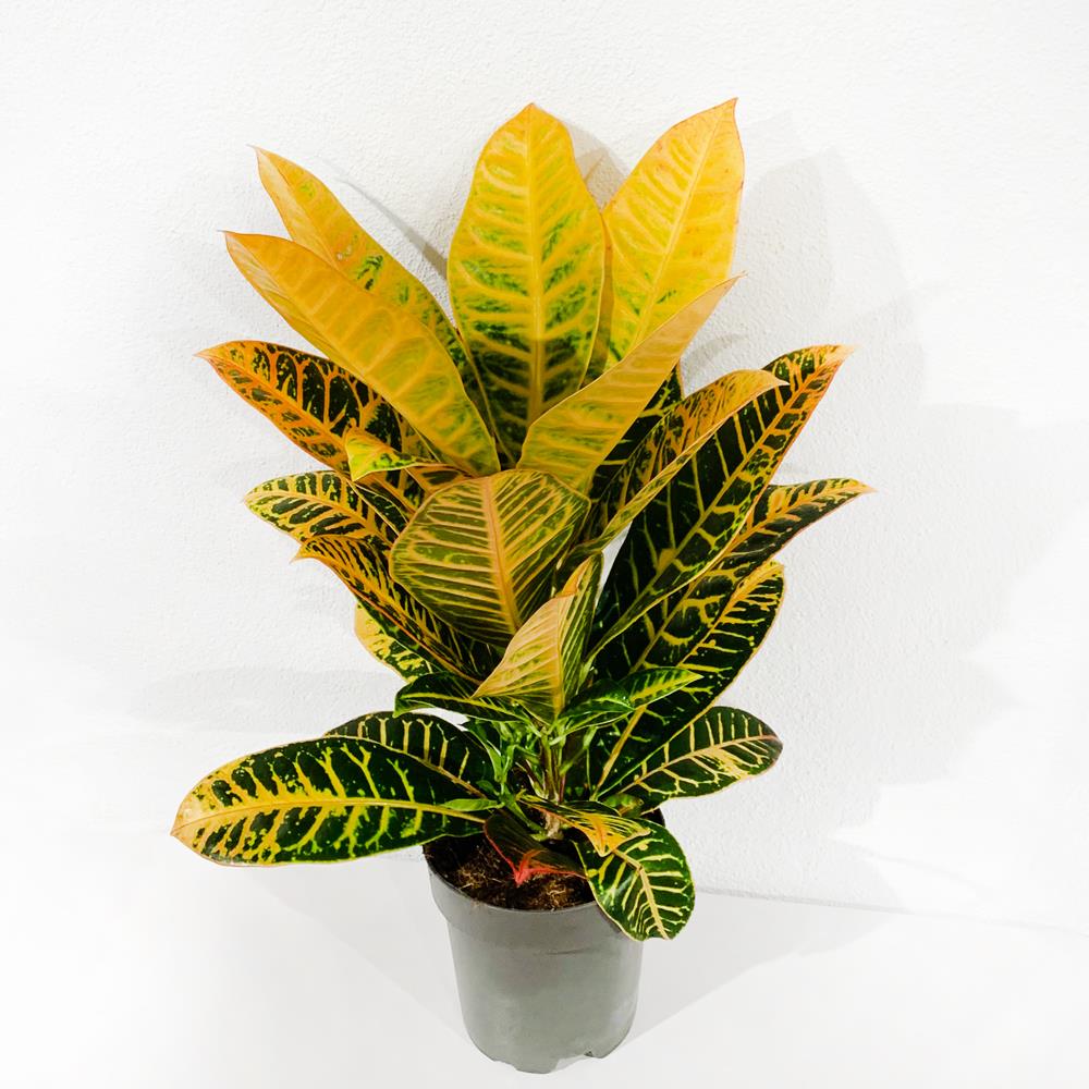 Croton Petra – Vaso 17