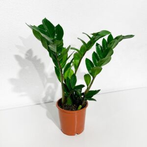 Zamioculca - Zamioculcas zamiifolia (vaso 14cm)