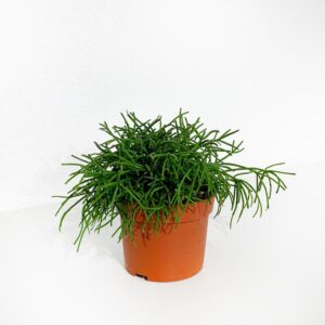 Rhipsalis - Vaso 14