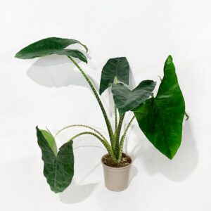 Alocasia sp. - Vaso 17