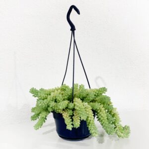 Sedum  Burrito - Vaso 16