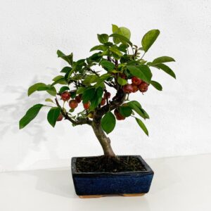 Bonsai Macieira - 9 Anos - Malus spp.