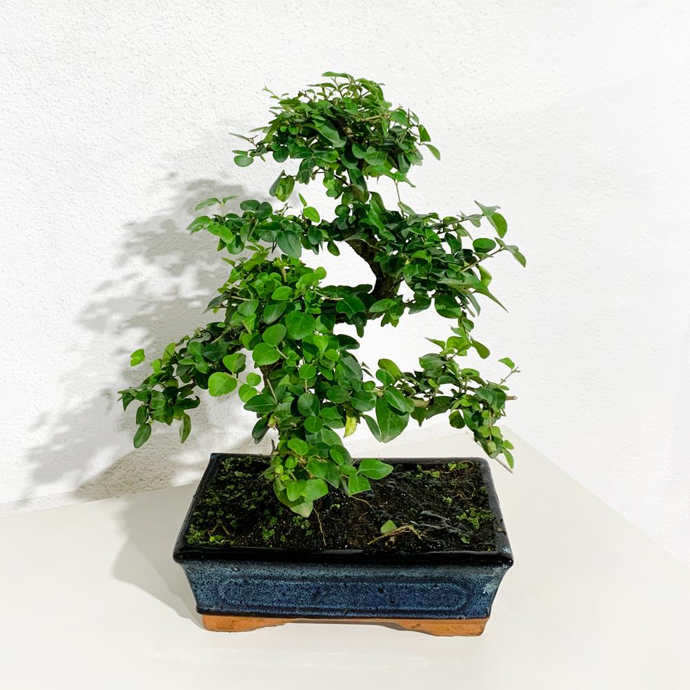 Bonsai Ligustrum – 10 anos