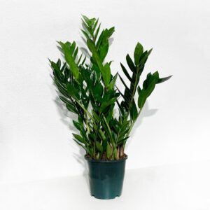 Zamioculcas Zamiifolia - Vaso 21