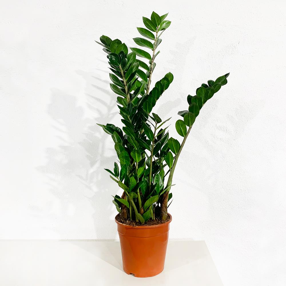 Zamioculca Zamifolia – Vaso 27