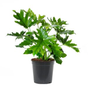 Philodendron Xanadu - Vaso 24