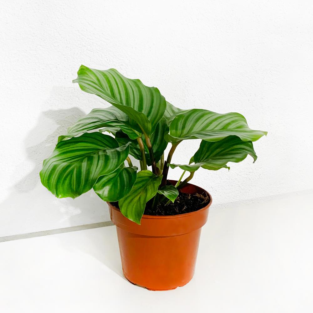 Calathea Orbifolia – Vaso 14