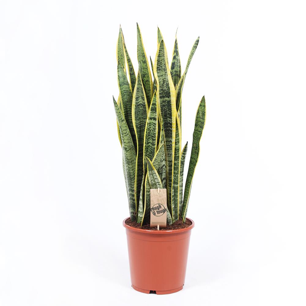 Sansevieria trifasciata laurentii