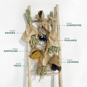 Santolina - Ramo de  Flores Secas