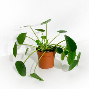 Pilea peperomioides - Vase 12