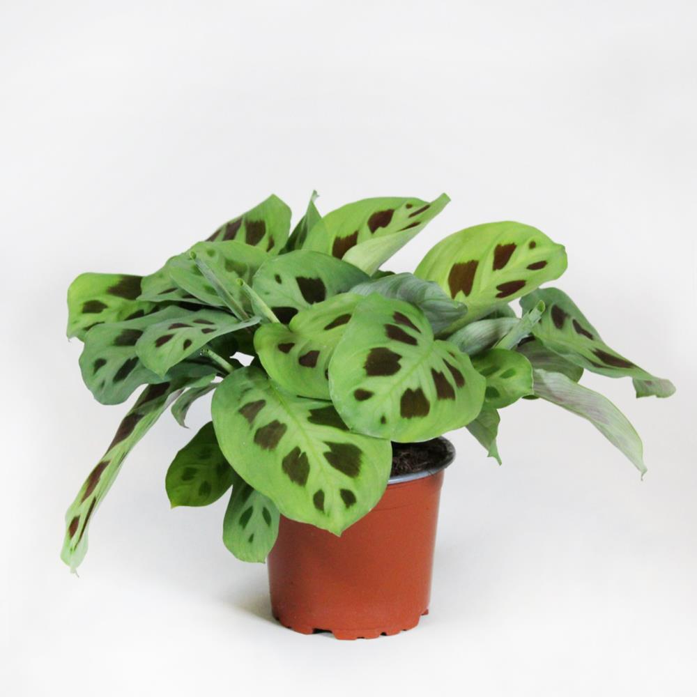 Maranta Verde – Maranta leuconeura ‘kerchoveana’ (vaso 12cm)
