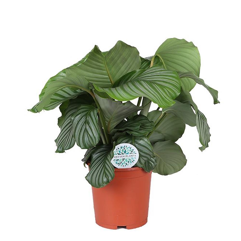 Calathea Orbifólia – Vaso 17