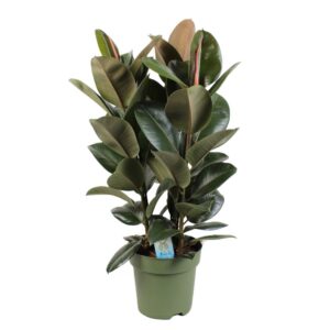 Ficus Robusta