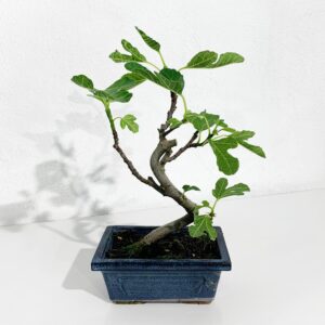 Bonsai Figueira - 7 Anos