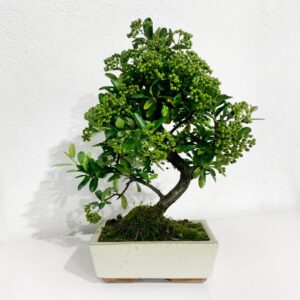 Bonsai Pyracanta - 9 Anos