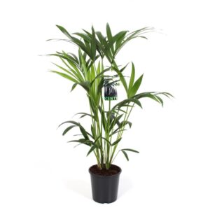 Palmeira Kentia - Kentia forsteriana (21cm vaso)