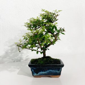 Bonsai Sageretia - 6 Anos