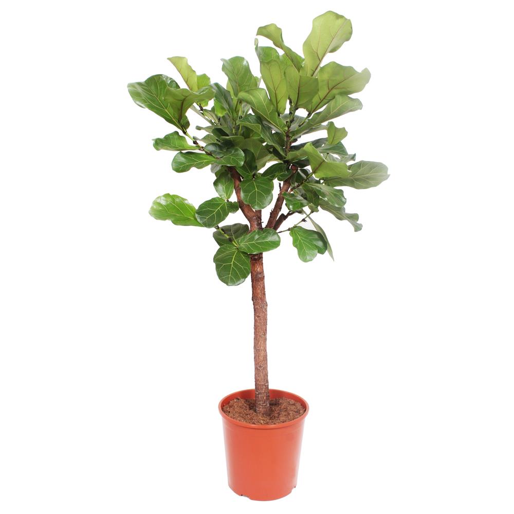 Ficus Lyrata Copa – Vase 45 – 2 m