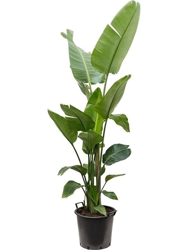 Strelitzia Nicolai – Pot 34 – 2.00m