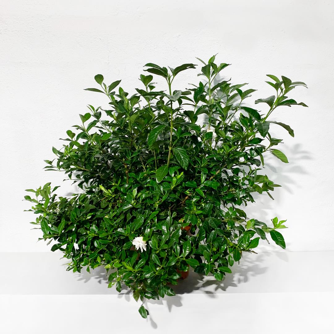 Gardenia Jasminoides-  Vaso 10L