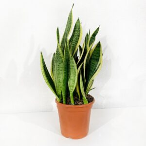 Sansevieria Trifasciata Laurentii - Vaso 20