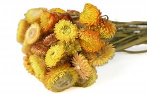 Helichrysum 26 - amarelo (Flores secas)